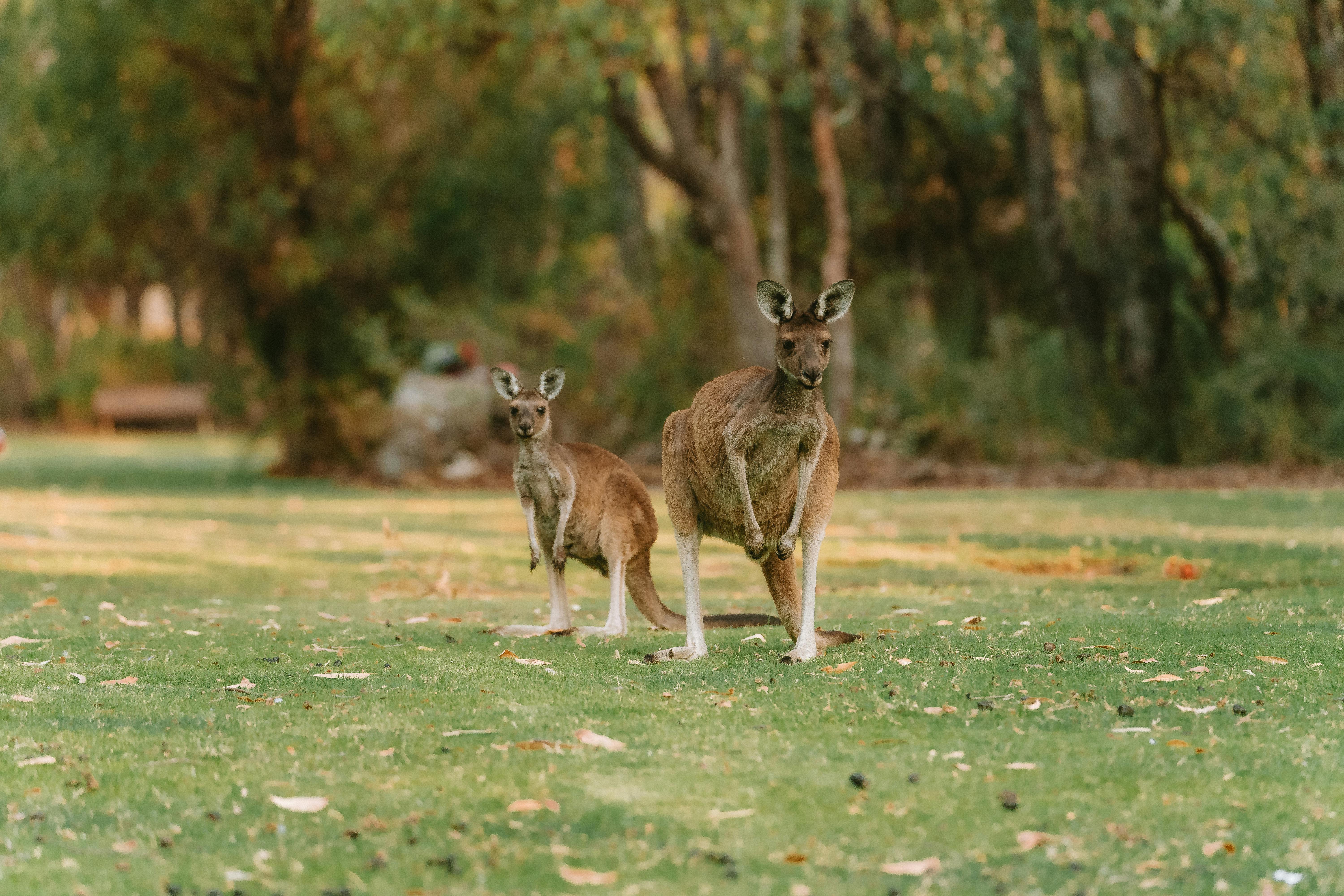 Australia Visa